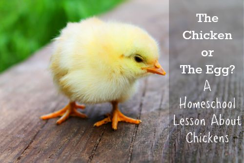 chicken or the egg homeschool lesson