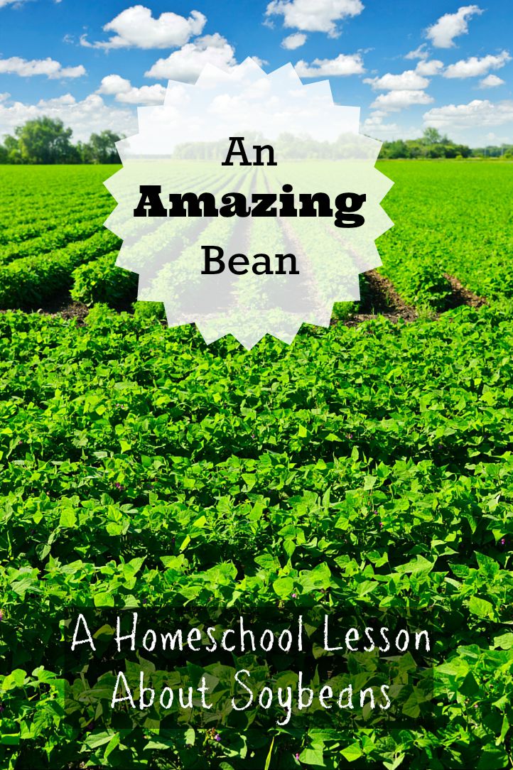 Homeschool Lesson Soybeans