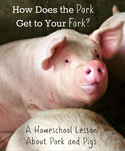 Homeschool Lesson Pigs Pork