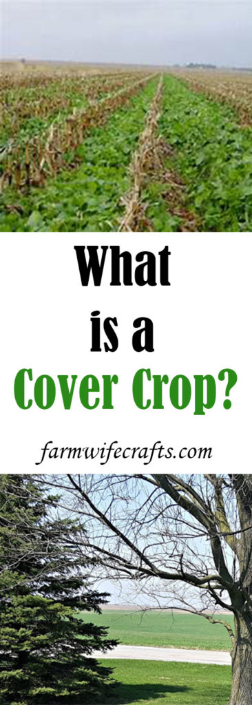 Have you ever driven by a field that looks like it has something planted in between the corn stalks in the dead of winter or early Spring?  Those are called "cover crops."  What is a cover crop?  They may look something like this...