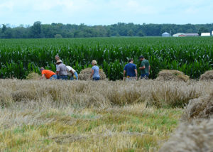 Have you ever driven by a field that looks like it has something planted in between the corn stalks in the dead of winter or early Spring?  Those are called "cover crops."  What is a cover crop?  They may look something like this...