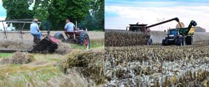 Have you ever driven by a field that looks like it has something planted in between the corn stalks in the dead of winter or early Spring?  Those are called "cover crops."  What is a cover crop?  They may look something like this...