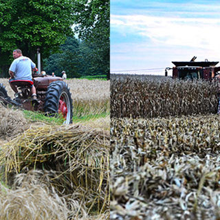 Have you ever driven by a field that looks like it has something planted in between the corn stalks in the dead of winter or early Spring?  Those are called "cover crops."  What is a cover crop?  They may look something like this...