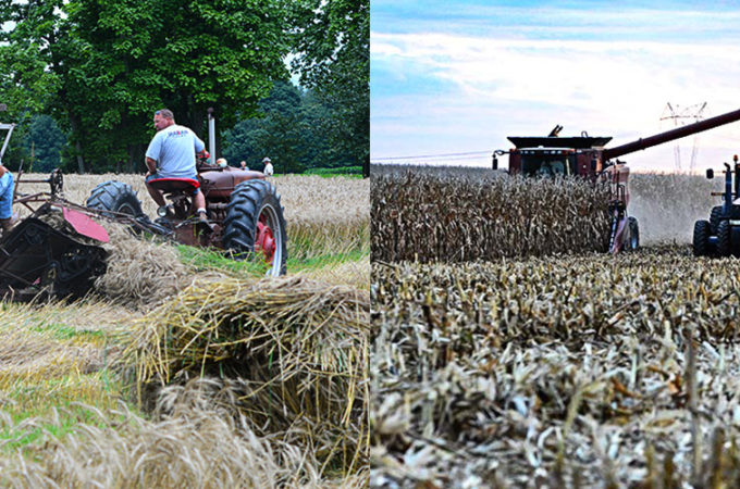 Have you ever driven by a field that looks like it has something planted in between the corn stalks in the dead of winter or early Spring? Those are called "cover crops." What is a cover crop? They may look something like this...