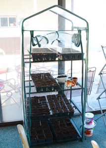 Are you thinking of starting a garden?  Or, maybe you've had a garden for the last several years, but are considering starting your own seeds?  Starting Garden Seeds Indoors doesn't have to be complicated, actually it's extremely easy to do.  You don't have to have fancy equipment either.  In this post I'm going to give you some tips and share just how easy it is to start your own garden seeds indoors!