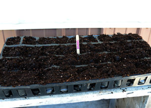 Are you thinking of starting a garden?  Or, maybe you've had a garden for the last several years, but are considering starting your own seeds?  Starting Garden Seeds Indoors doesn't have to be complicated, actually it's extremely easy to do.  You don't have to have fancy equipment either.  In this post I'm going to give you some tips and share just how easy it is to start your own garden seeds indoors!