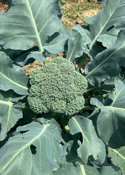 Did you decide to plant broccoli in your garden this year?  If so, here is a simple recipe that shows you how to freeze broccoli!